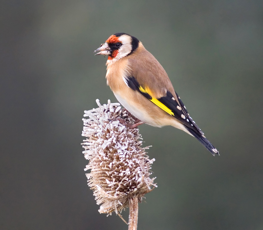 Goldfinch 2 